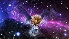 owl owl